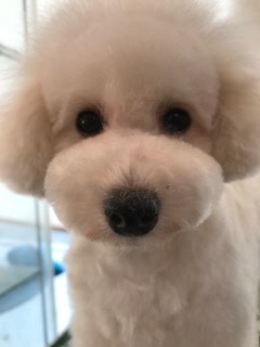 足立区のトリミングサロン
