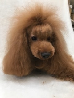 足立区のトリミングサロン